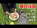 秋のタネ取りをしていきます。茄子、ししとう、パクチーなどのハーブ系、オクラ。 田舎暮らし 家庭菜園 鬼嫁とボクの田舎暮らし