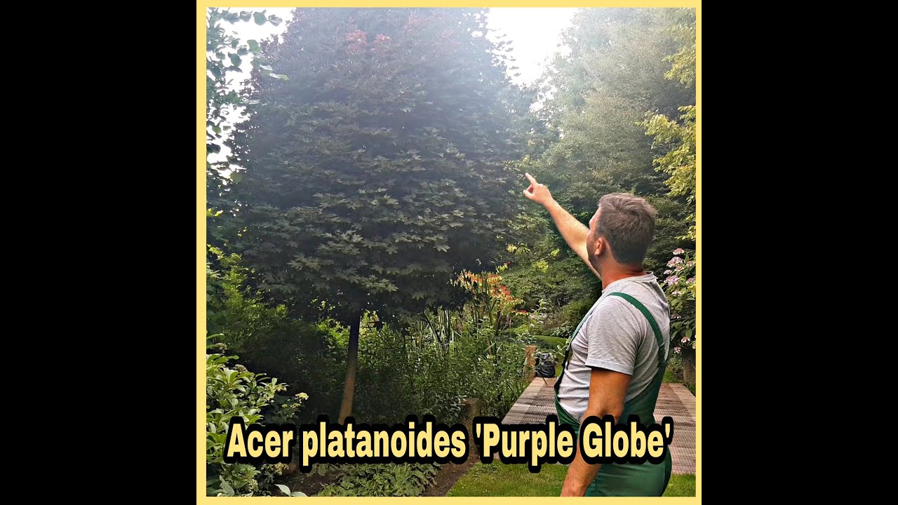 Acer platanoides 'Purple Globe' - Bordó, gömb korai juhar