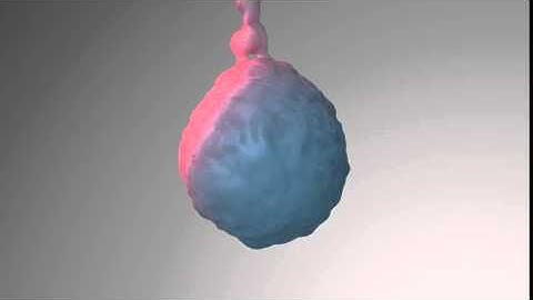 Testing Maya particles and fluid dynamics