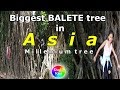 Part - 5, BALER, Aurora tour/sightseeing 2019. Millenium tree, Brgy. Quirino, Aurora Province