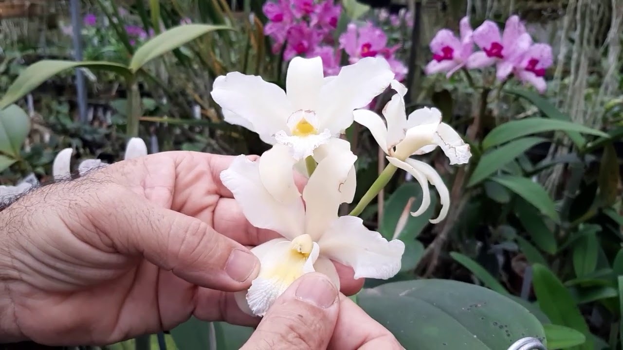 ORQUIDÁRIO GUARAPARI - Cattleya amethystoglossa e suas variedades.
