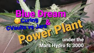 Blue Dream & Power Plant / Curing Cannabis