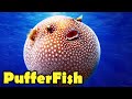 What is a Puffer Fish? - 10 Amazing PufferFish Facts!