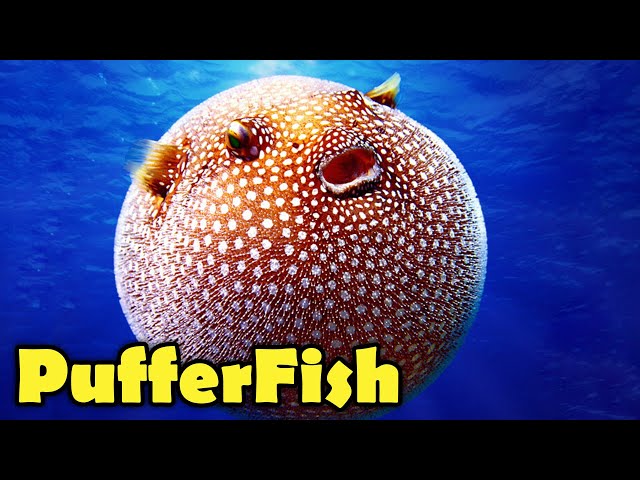 Balloon fish 