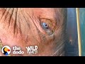 Blue-Eyed Baby Elephant Is So Brave And Sweet | The Dodo Wild Hearts