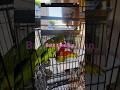 birdy bath time…. ASMR = Autonomous Sensory Meridian Response