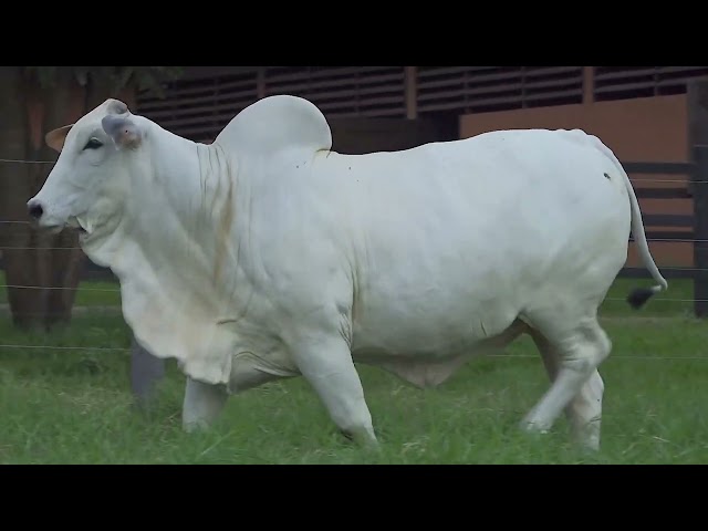 Lote 14   Leilão Trio Bonsucesso   Etapa Doadoras