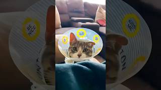 Funny Cats 😂 Episode 264 #Shorts