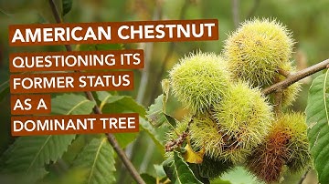 American Chestnut — Questioning Its Former Status As A Dominant Tree