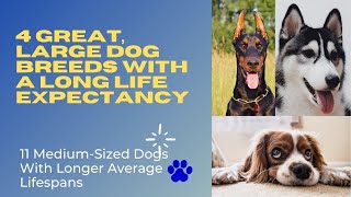 4 Great, Large Dog Breeds With A Long Life Expectancy