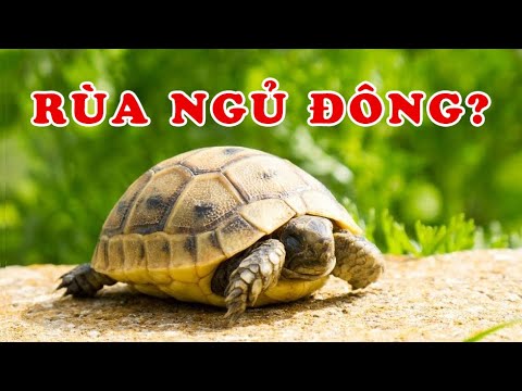 Video: Carbaryl có an toàn cho gà không?