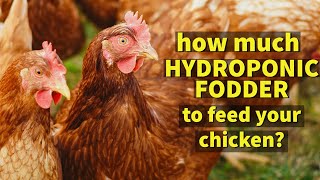 How Much Hydroponic Fodder to Feed your Chicken?