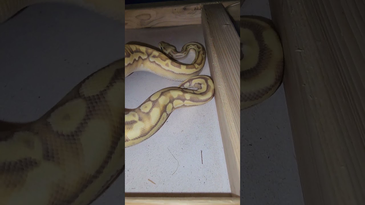 Третий раз заклинание на сбежавшей змее 😂🐍