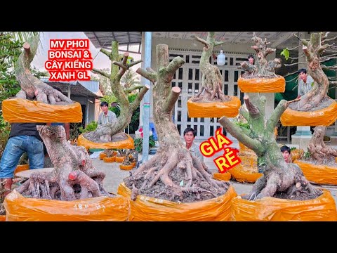 (@BÌNH #zalo_0704798882_0789498882)#Mai xù+mai hình thú+mai vàng phoi & cây kiểng xanh GL 1/4/2026 