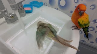 세면대 목욕 | 코뉴어 앵무새 Conure parrots