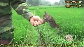 HƯỚNG DẪN CÁCH GIĂNG LƯỚI ĐUỔI-CÁCH THU LƯỚI VÀ CÁCH KÉO DÂY BẪY CHÀNG NGHỊCH.CÁCH BẪY CHÀNG NGHỊCH.