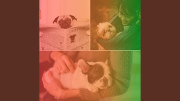 Pulsating Ambience for Keeping Dog Calm