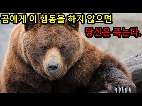 곰을 마주쳤을 때 살아남을 수 있는 생존법칙