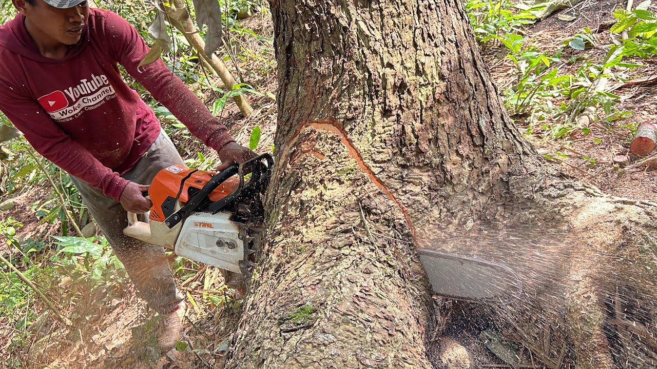 Strongest chainsaw‼️ Stihl ms881, cut down 2 trembesi trees. - YouTube