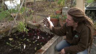 New Zealand Permaculture-GrassRoutes Garden Tips Episode 1 (Re-vamping Raised beds the EASY way)