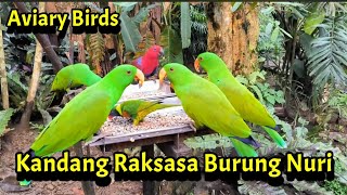 Banyak Banget Burung Nuri Disini, Aviary Burung Nuri