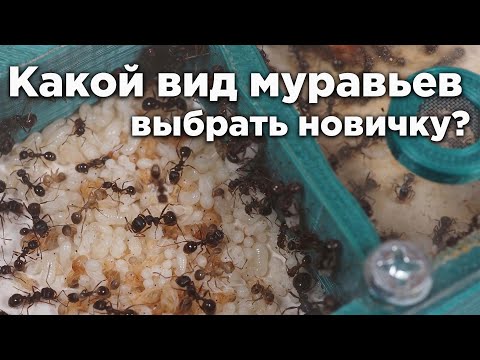 КАКОЙ ЛУЧШИЙ ВИД МУРАВЬЕВ ДЛЯ НОВИЧКА? ТОП 5 ЛУЧШИХ ВИДОВ ДЛЯ НАЧАЛА!