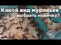 КАКОЙ ЛУЧШИЙ ВИД МУРАВЬЕВ ДЛЯ НОВИЧКА? ТОП 5 ЛУЧШИХ ВИДОВ ДЛЯ НАЧАЛА!