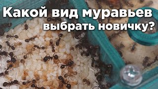 КАКОЙ ЛУЧШИЙ ВИД МУРАВЬЕВ ДЛЯ НОВИЧКА? ТОП 5 ЛУЧШИХ ВИДОВ ДЛЯ НАЧАЛА!