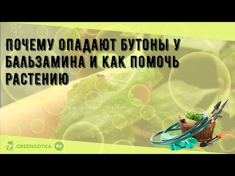 Почему опадают бутоны у бальзамина и как помочь растению