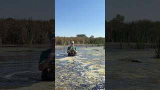 Minnesota Duck Opener Pond Acquired! #waterfowlhunting #duckhunting #waterfowl #ducks #hunting