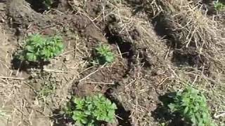 Картофель и водяные крысы. Картофель и водяные крысы.