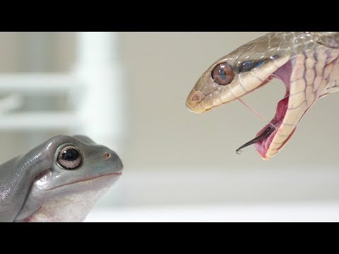 カエルに本物のヘビを見せた結果…衝撃の事実が発覚！