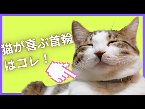 【おすすめの猫首輪3選】猫に優しい素材でおしゃれ!