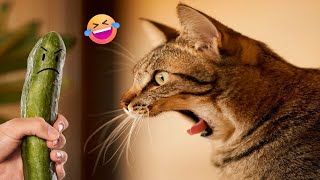 Funniest Cats and Dogs 🐱🐶 - Funny Animals 🤣 #18