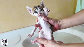 First Bath of a Stray Kitten… Too Cute to Handle