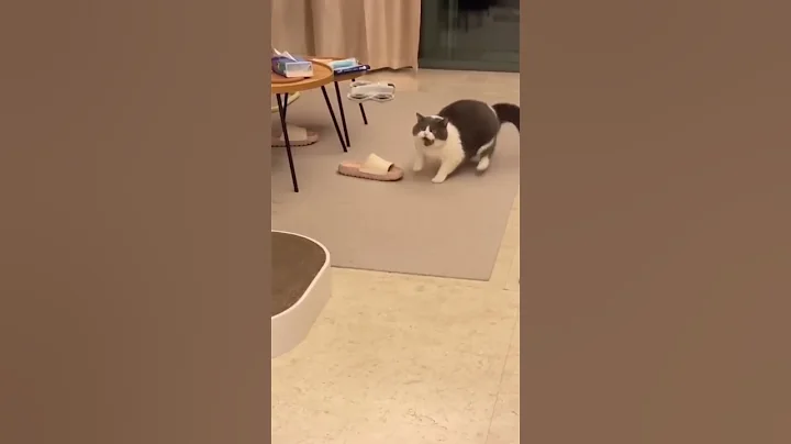 Watch the video about Dancing, Flying & Jumping Around | Funniest Pets | #fails #funny #pets #catfails