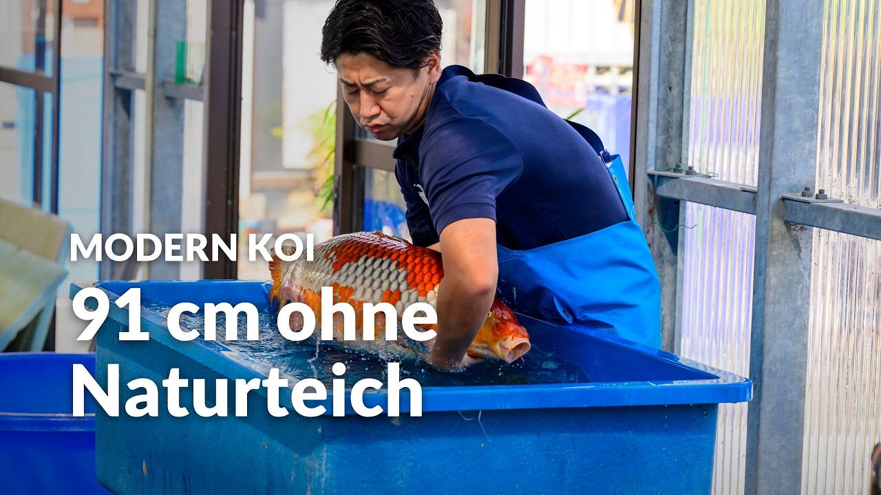 Konishi Live: Wie groß sind unsere Glashaus-Ochiba ein Jahr später? | Modern Koi Blog #8417