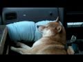 【柴犬ジロー】愛犬と1300kmの旅　犬と車中泊