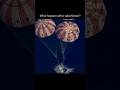 Who retrieves astronauts from the ocean? #shorts