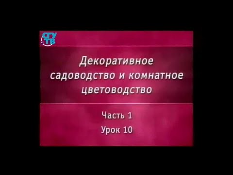 Цветы. Урок 1.10. Семейство акантовые