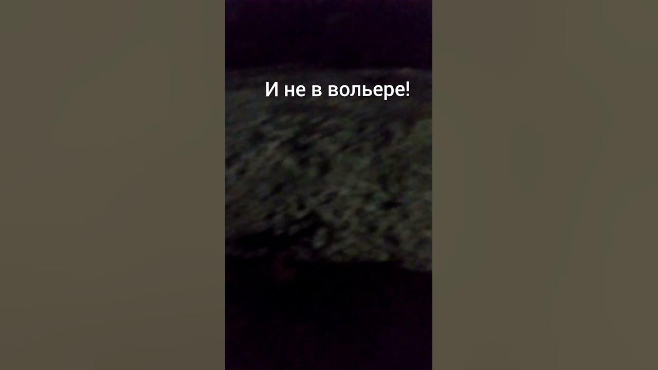 НОЧНОЙ ДОЖОР)) - YouTube