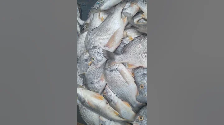 karachi fish Market