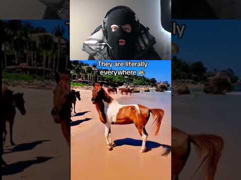 Islands that are INFESTED by animals 🐴