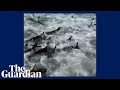 Footage captures moment fisher passes shark feeding frenzy