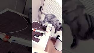Cats... these cats demon creatures 😅🐱 pt 1 #viral #foryou #viral #cats #viralshorts #video #funny