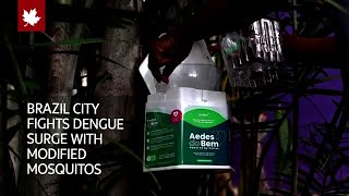 Brazil city deploys modified mosquitos to fight dengue surge