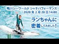 ランちゃんに密着してみました！【2020年2月20日14:00　鴨川シーワールド　シャチパフォーマンス】