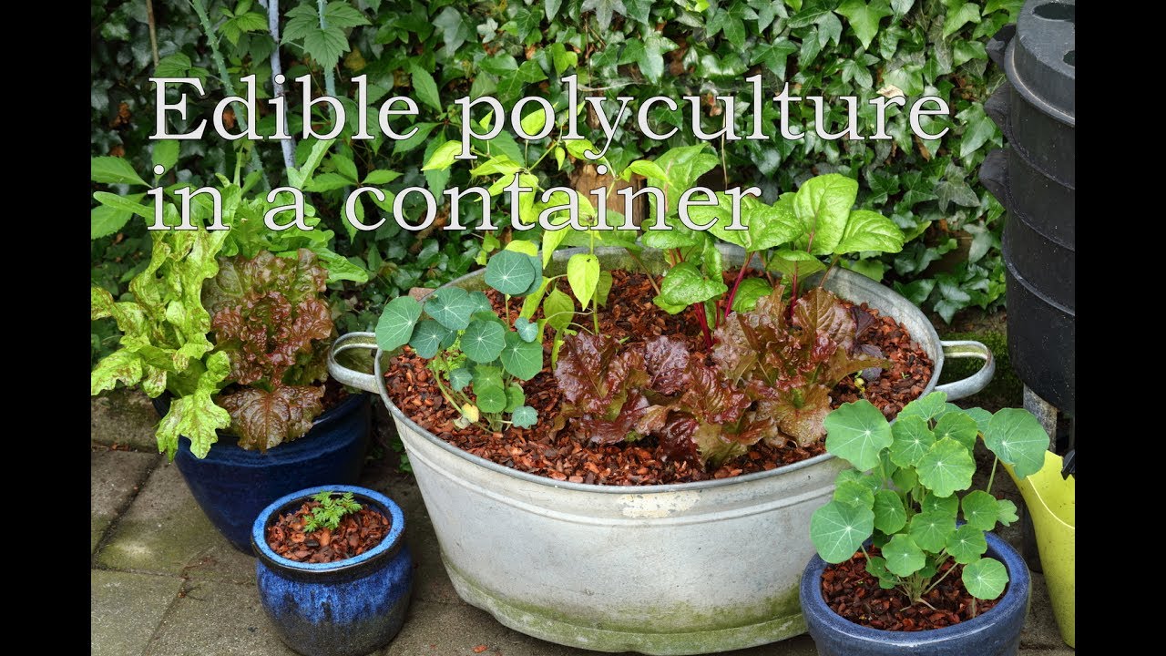 Edible polyculture in a container