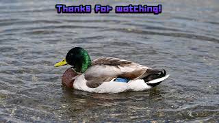 Loogi stream mirror 🦆 Lobotomy Corp!