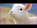 【 8K 】  【 Behind The Scenes 】 &#39;Animals in Australia ZOO in 8K&#39; | Animals